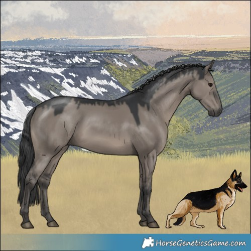 Horse Color:Grullo Mushroom Rabicano 