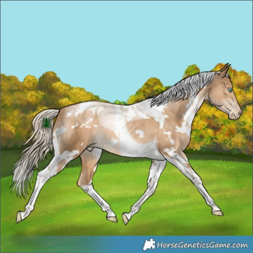 Horse Color:White Spotted Chocolate Palomino Snowdrop Tobiano 