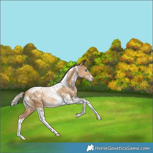 Horse Color:White Spotted Chocolate Palomino Snowdrop Tobiano 