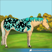 Horse Color:Palomino Blanket 