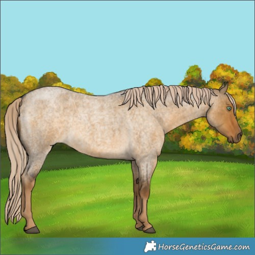 Horse Color:Chocolate Palomino Roan Dun Mushroom 