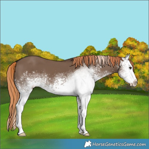 Horse Color:White Spotted Liver Red Dun 