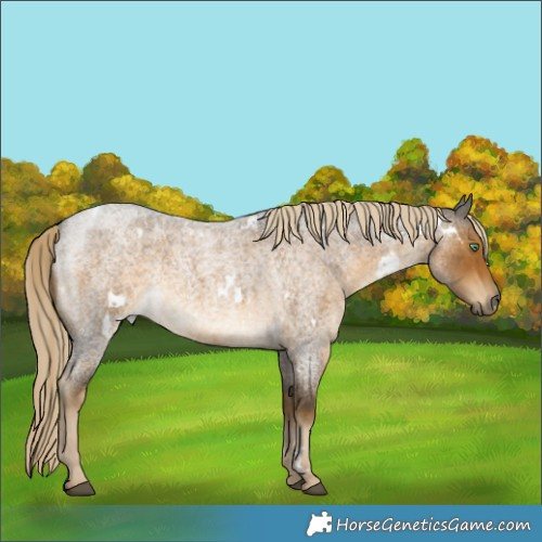 Horse Color:White Spotted Chocolate Palomino Roan Mushroom 