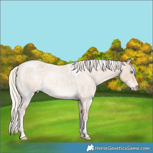 Horse Color:White Spotted Cremello Roan Mushroom 