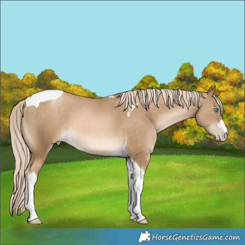 Horse Color:Chocolate Palomino Snowdrop Mushroom Tobiano 