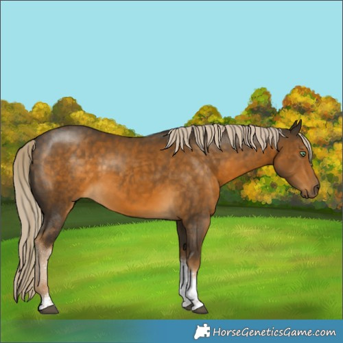 Horse Color:Chocolate Palomino Mushroom Tobiano 