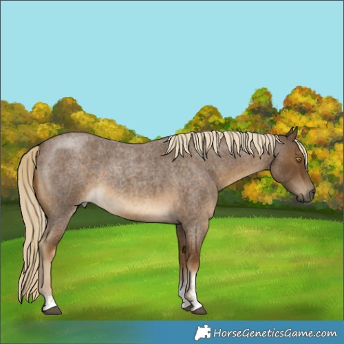 Horse Color:Chocolate Palomino Roan Mushroom Sabino Rabicano
