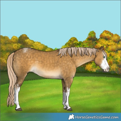 Horse Color:White Spotted Chocolate Palomino Dun Mushroom Rabicano 