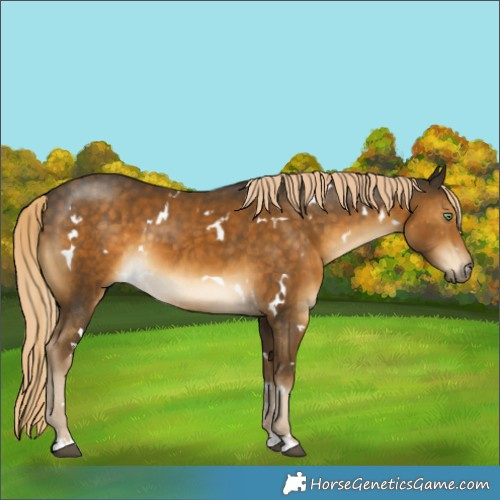Horse Color:White Spotted Chocolate Palomino Mushroom 