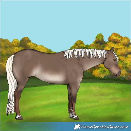 Horse Color:Liver Red Dun Mushroom 
