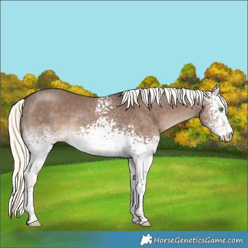 Horse Color:White Spotted Liver Red Dun Mushroom Rabicano 