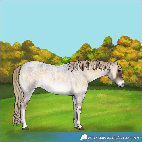 Horse Color:Chocolate Palomino Roan Onyx Mushroom Rabicano 