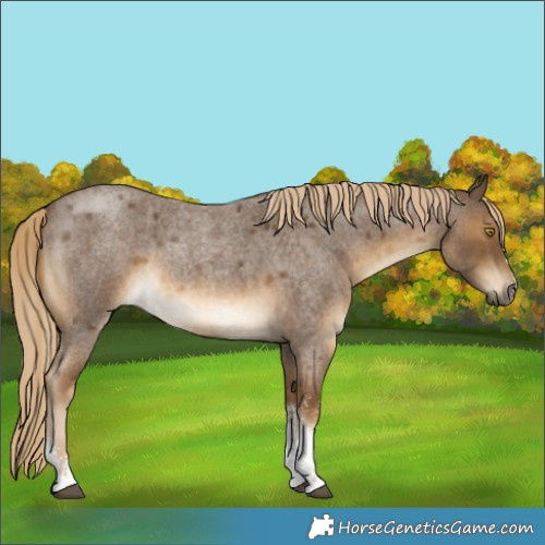 Horse Color:Chocolate Palomino Roan Mushroom Sabino 