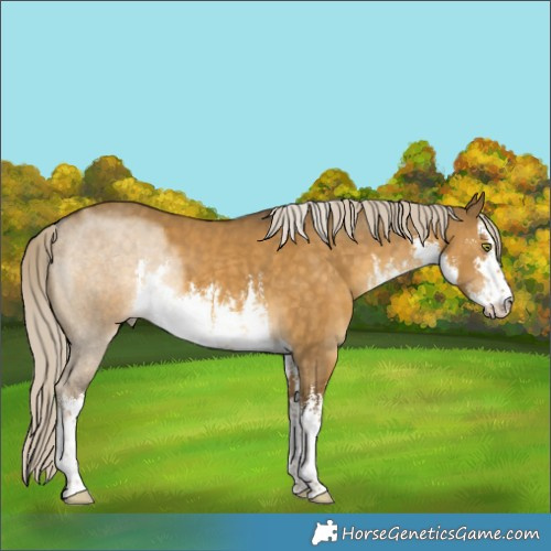 Horse Color:White Spotted Chocolate Palomino Dun Mushroom