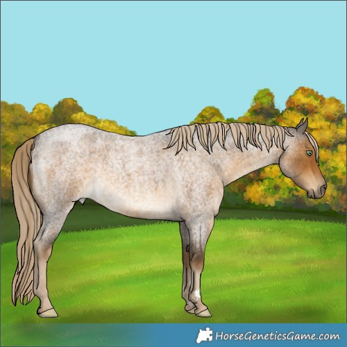 Horse Color:Chocolate Palomino Roan Mushroom 