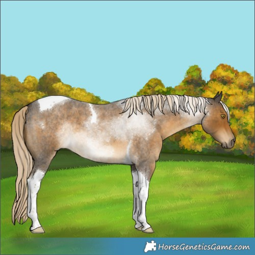 Horse Color:Chocolate Palomino Roan Mushroom Tobiano 