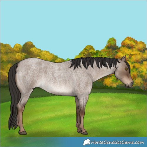 Horse Color:White Spotted Liver Red Dun Roan 