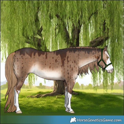 Horse Color:White Spotted Liver Red Dun Brindle 