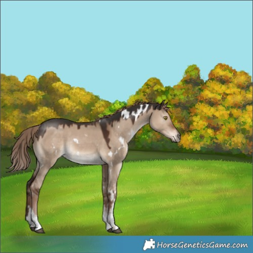 Horse Color:Unknown 