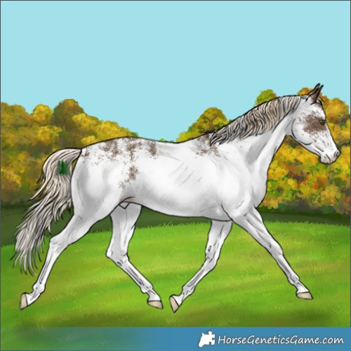Horse Color:White Spotted Chocolate Palomino 