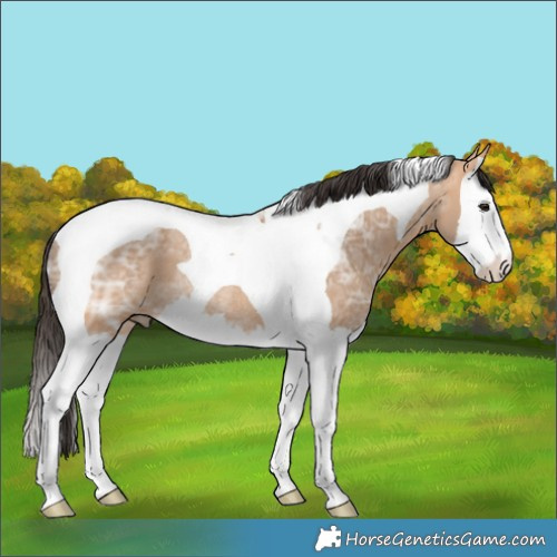Horse Color:Bay Ice Dun Splash Tobiano Rabicano 