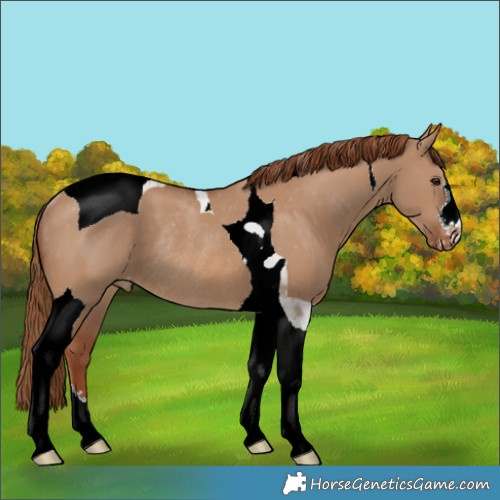 Horse Color:Red Dun Tobiano Appaloosa Rabicano