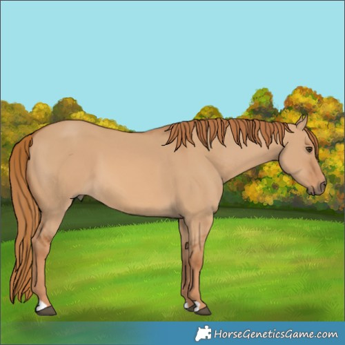 Horse Color:Red Dun