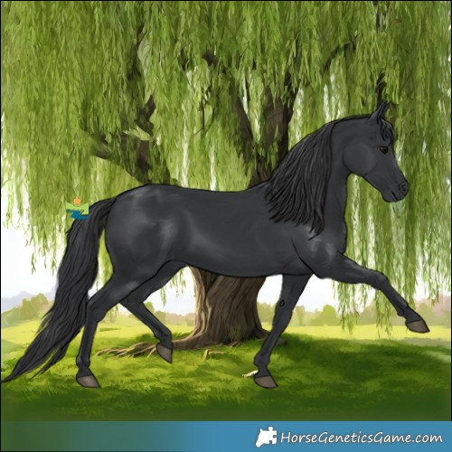 Horse Color:Black 