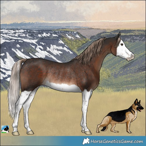 Horse Color:Liver Chestnut Splash Rabicano
