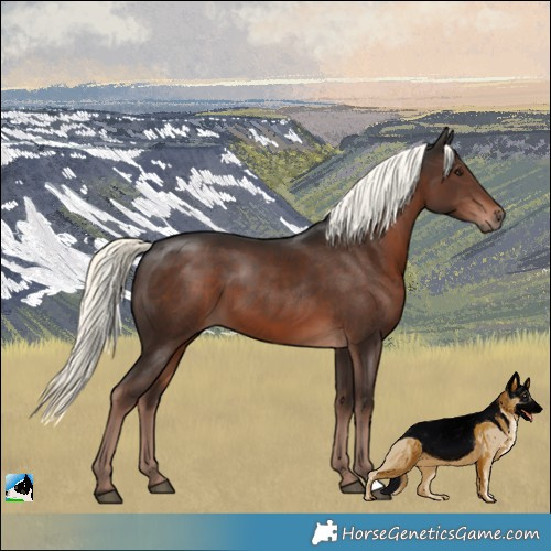 Horse Color:Liver Chestnut Mushroom