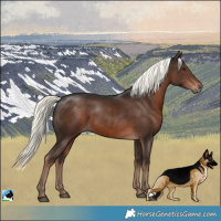 Horse Color:Liver Chestnut Mushroom 