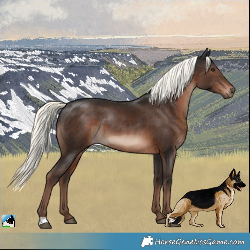 Horse Color:Liver Chestnut Mushroom Rabicano 