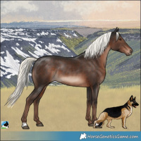 Horse Color:Liver Chestnut Mushroom Rabicano