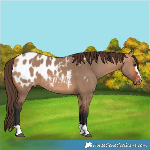 Horse Color:Bay Dun Appaloosa 