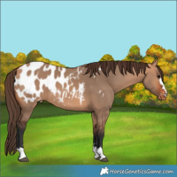 Horse Color:Bay Dun Appaloosa