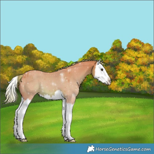 Horse Color:Unknown 