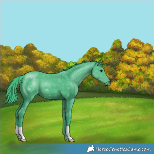 Horse Color:Unknown 