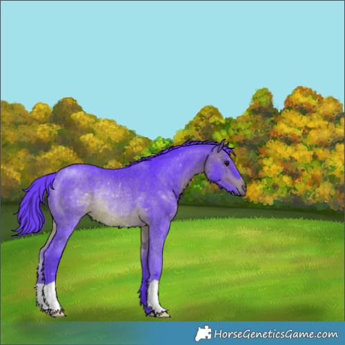 Horse Color:Unknown 
