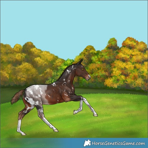 Horse Color:White Spotted Liver Chestnut 