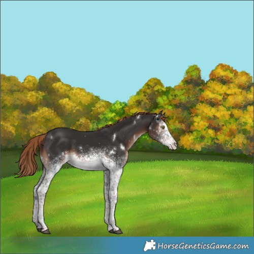 Horse Color:Unknown 