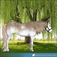 Horse Color:White Spotted Chocolate Palomino Roan Mushroom Rabicano 