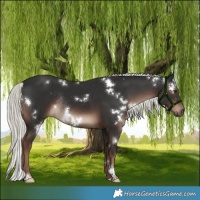 Horse Color:White Spotted Liver Chestnut Mushroom Rabicano