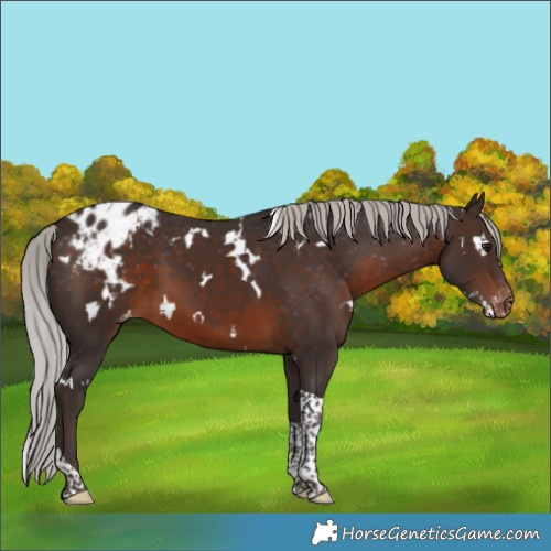 Horse Color:White Spotted Silver Brown Tobiano Appaloosa