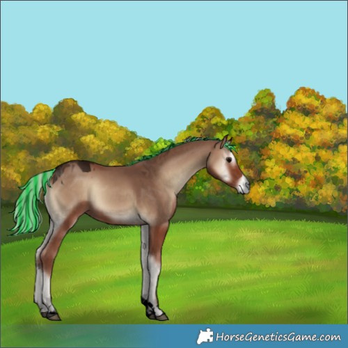 Horse Color:Unknown 