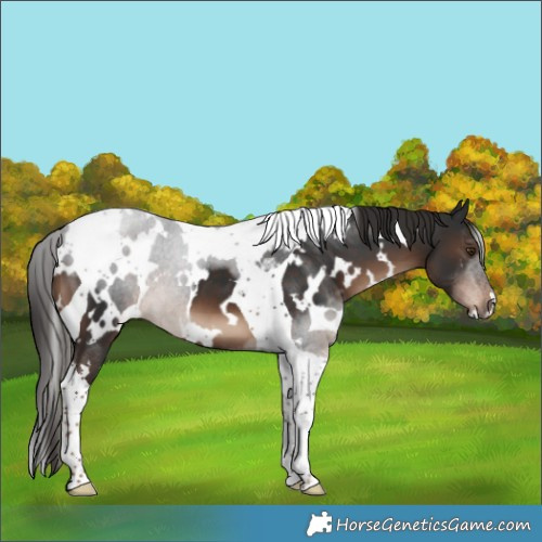 Horse Color:White Spotted Liver Chestnut Tobiano 