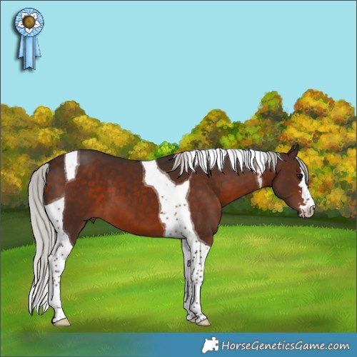 Horse Color:Silver Brown Tobiano 