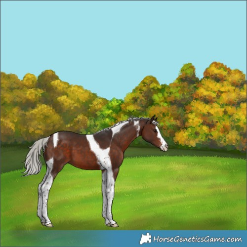 Horse Color:Silver Brown Tobiano 