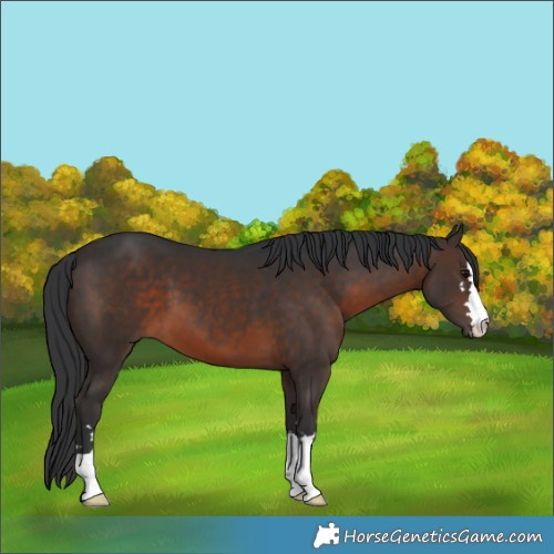 Horse Color:Brown 