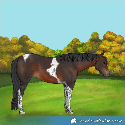 Horse Color:Bay Tobiano 