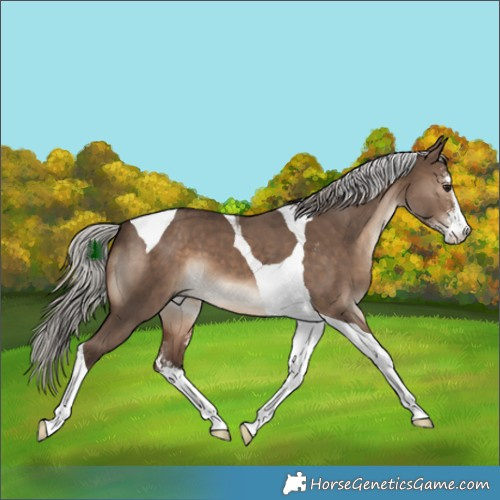 Horse Color:Silver Brown Dun Sabino Tobiano 